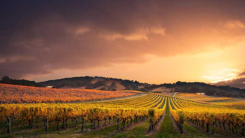 passion-cave-a-vin Passion des grands crus